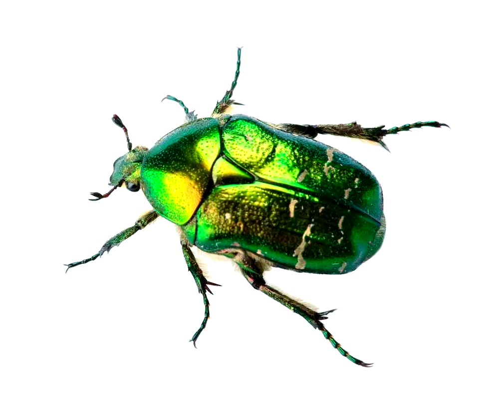 探索昆虫世界:独角仙饲养指南与百科知识