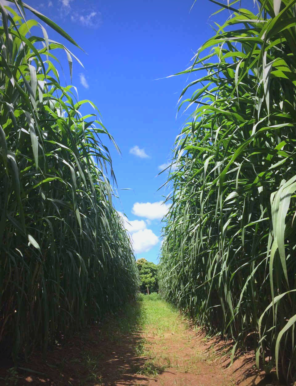 绿洲一号巨菌草的种植推广与应用