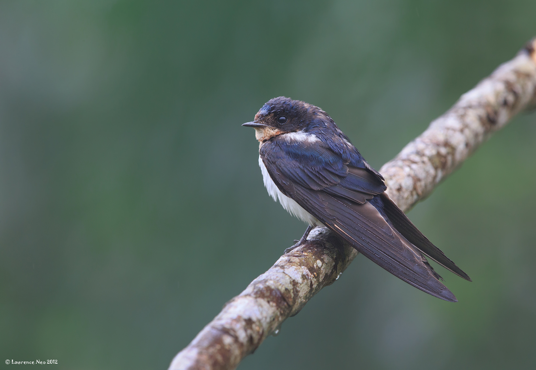 心理测试:哪只鸟更加的惊鸿艳影?测你这辈子会嫁给什么样的人