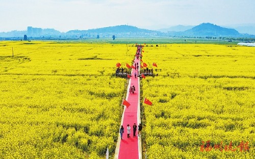 400亩油菜花开涌金浪