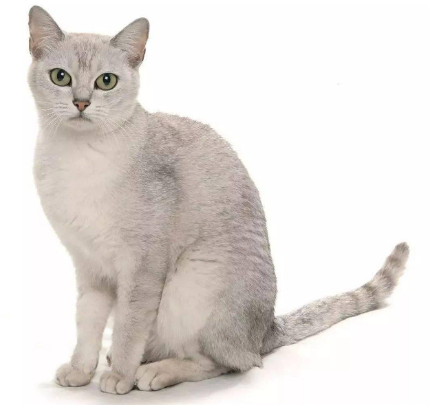 72种猫咪品种大全图片及介绍-3|猫咪品种知多少?看看你认识多少