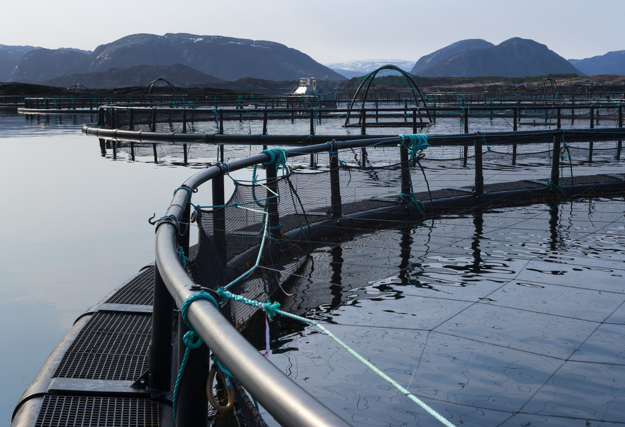 挪威的三文鱼养殖场,用于养殖三文鱼的网箱图片来源:图虫
