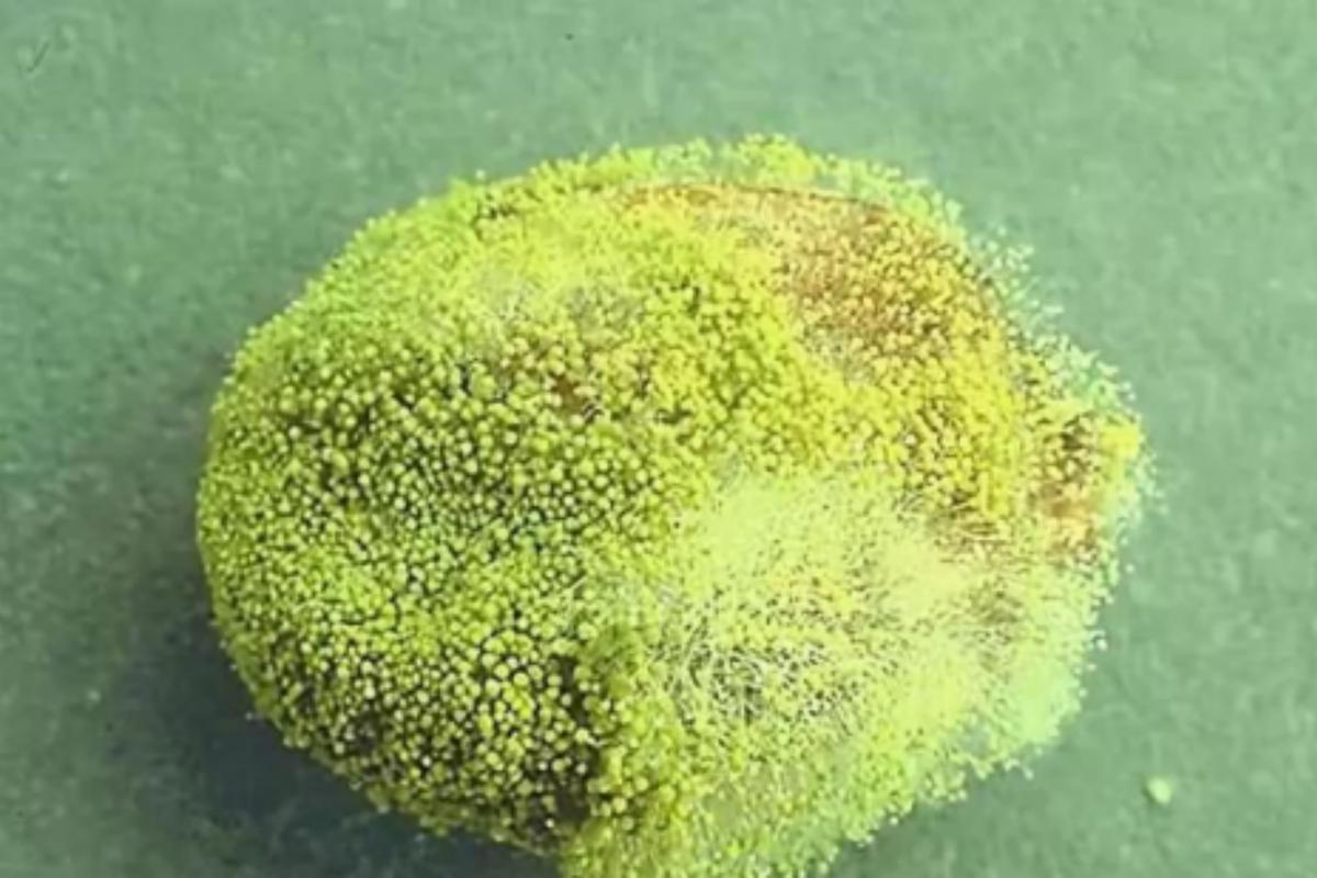 霉变玉米引发肺部感染,深入了解黄曲霉菌风险