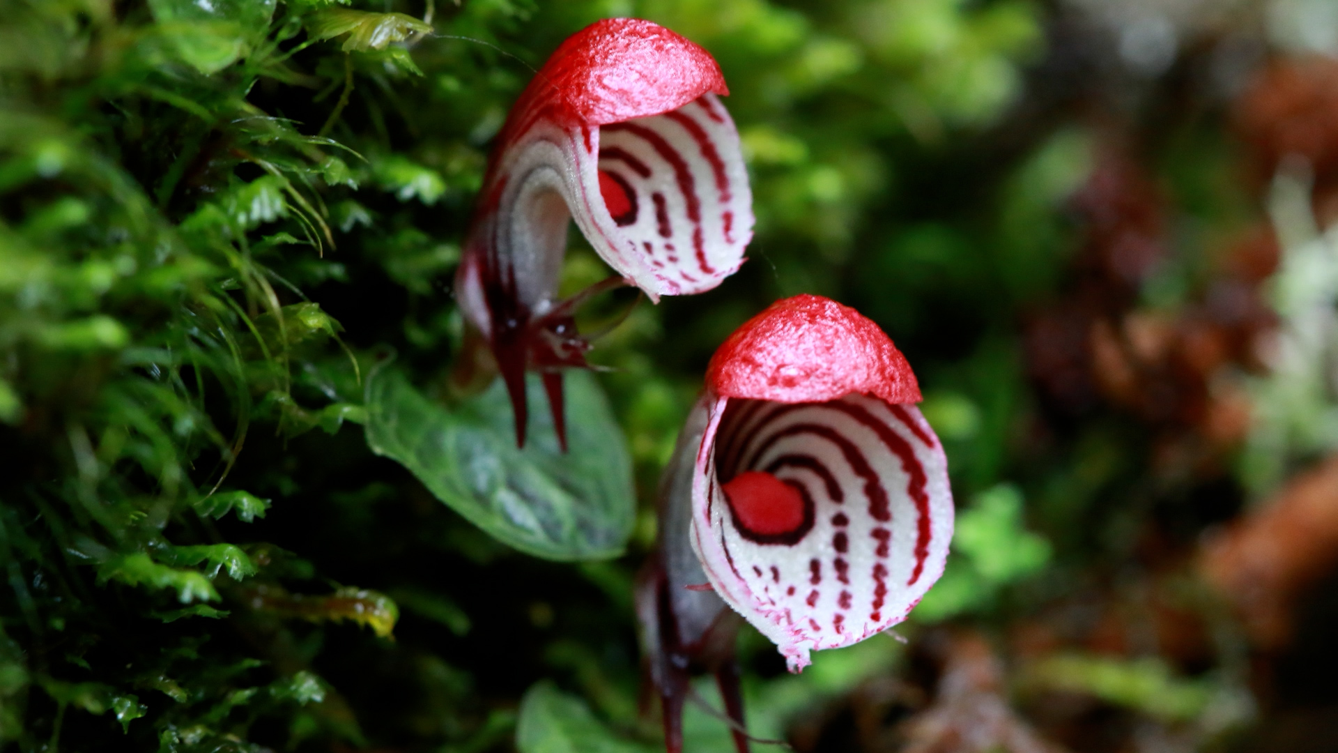 新华全媒 |高黎贡山国家级自然保护区已发表627种动植物新种