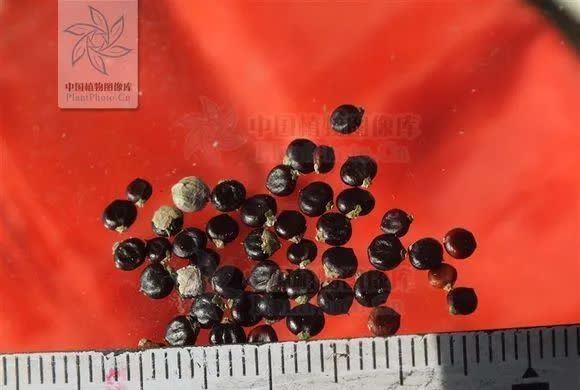 中药材:水红花子