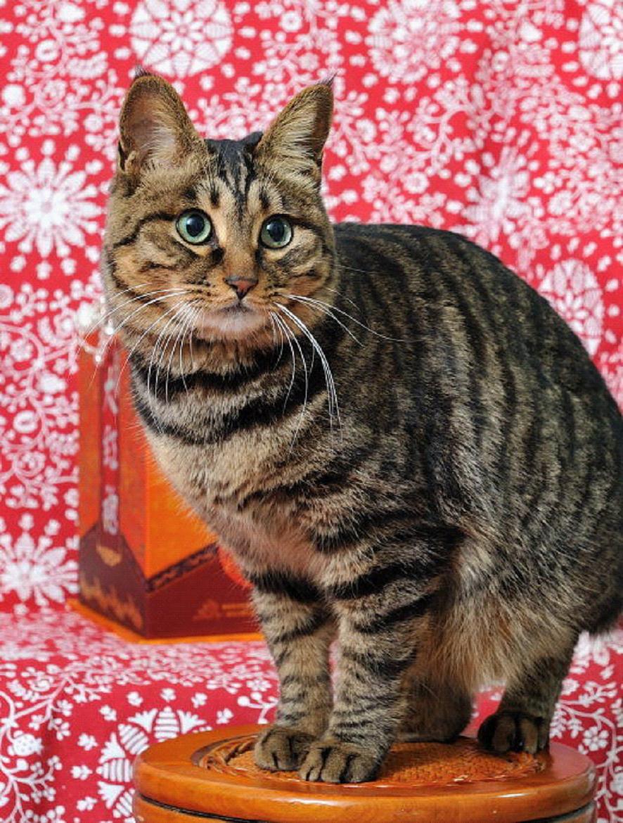 狸花猫为什么被称为中华本土猫?