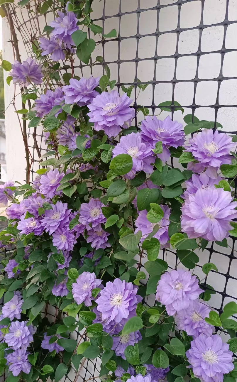 被"低估"的铁线莲—天盐,长得像牡丹,皮实好养,每年开两季花