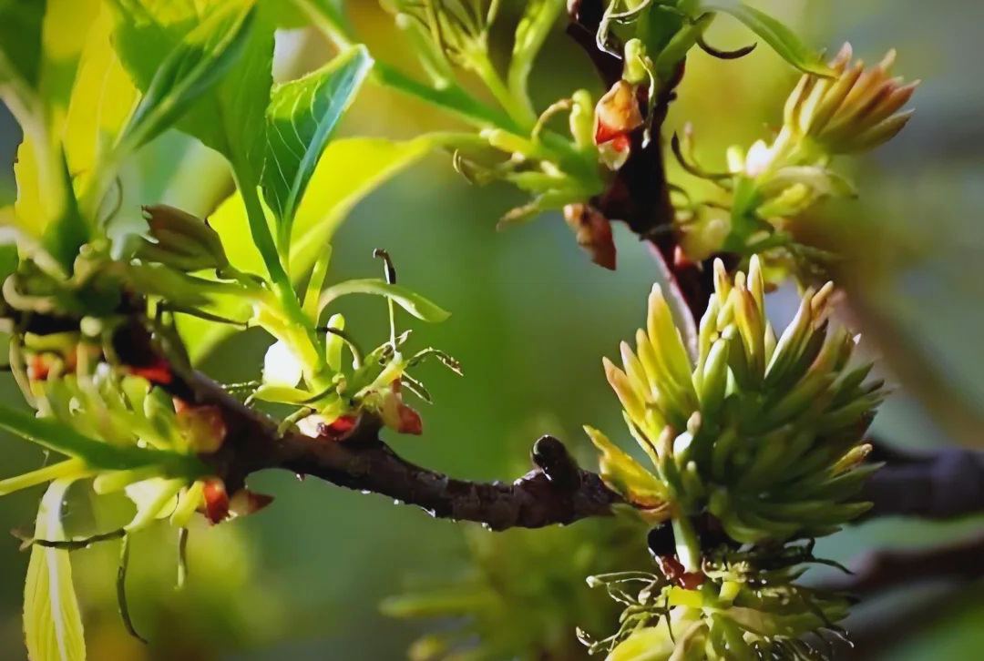 杜仲雄花:一种独特且多功能的植物资源