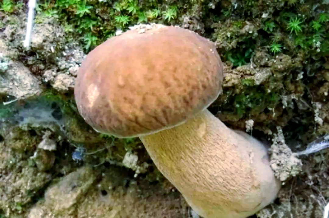 牛肚菌:从无人问津到珍稀食材的华丽转身