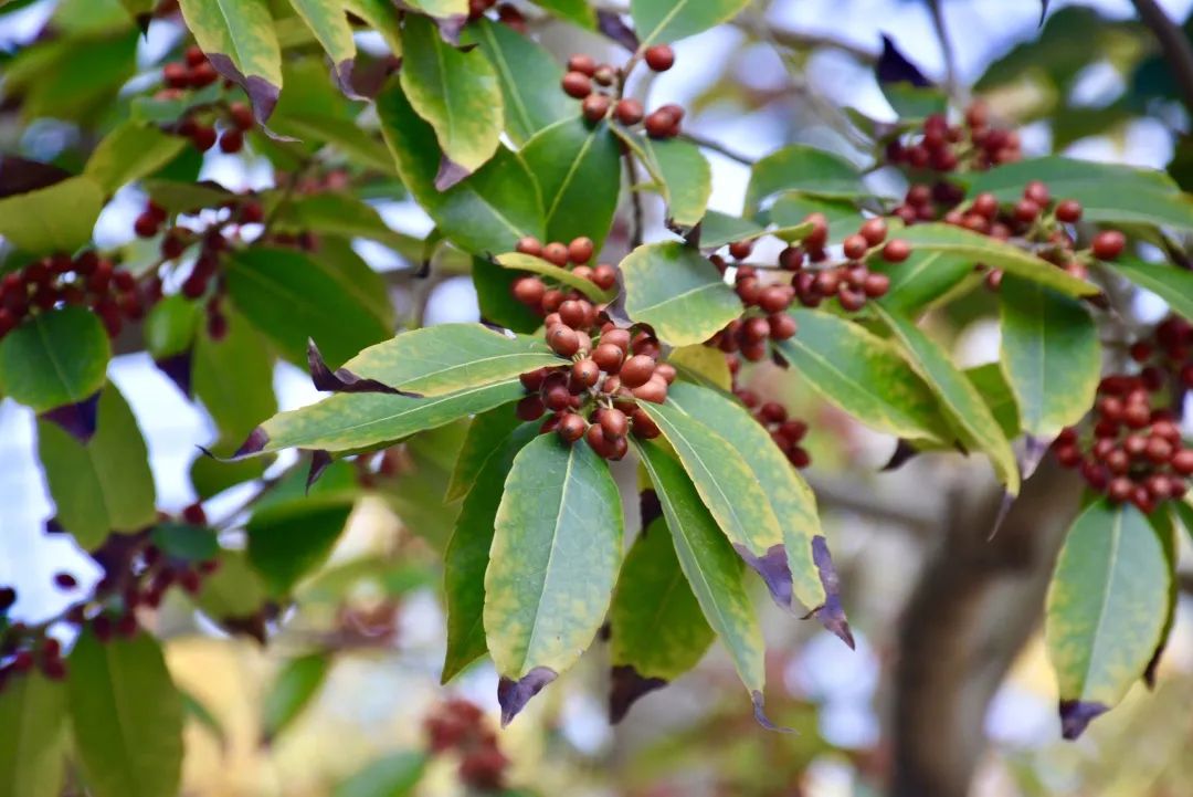 新年将至,一起来上海植物园寻找冬日里的当"红"明星