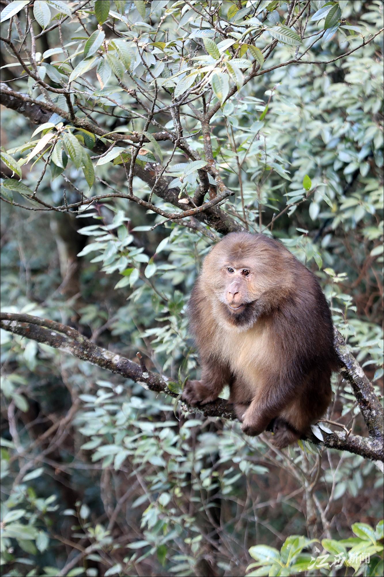 武功山上的短尾猴