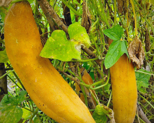 黄瓜为什么叫黄瓜不叫绿瓜的答案为什么在线