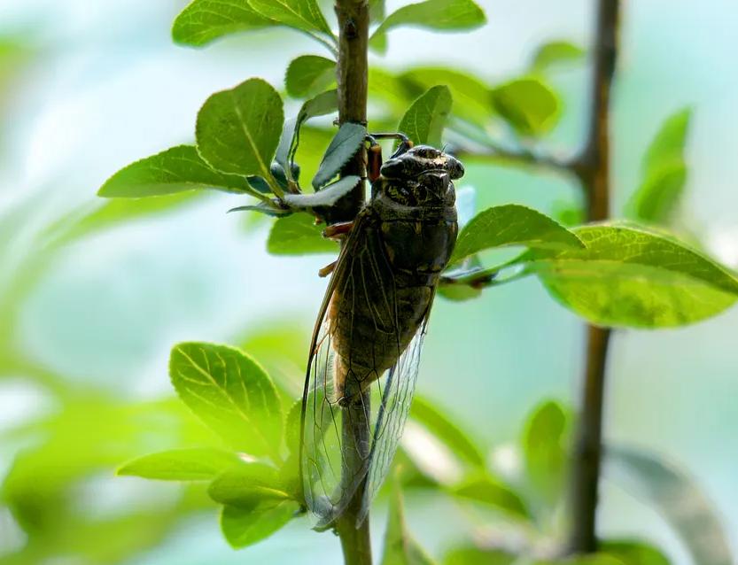 【诗词】又是一年蝉鸣时‖但河霖