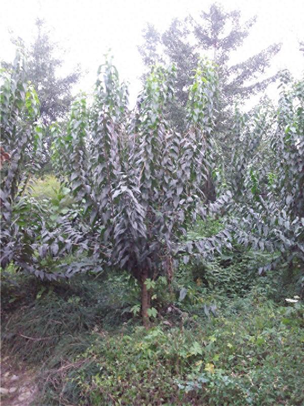 腊梅花如何修剪