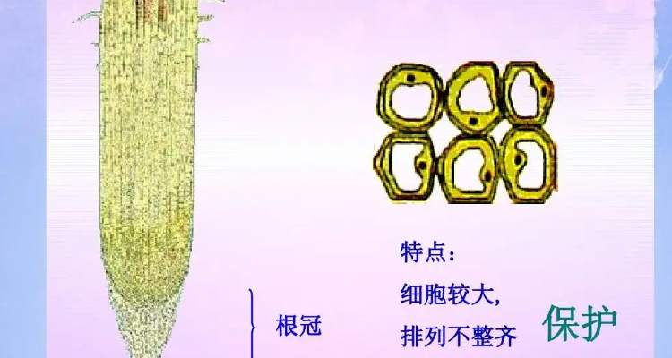 根冠的主要功能