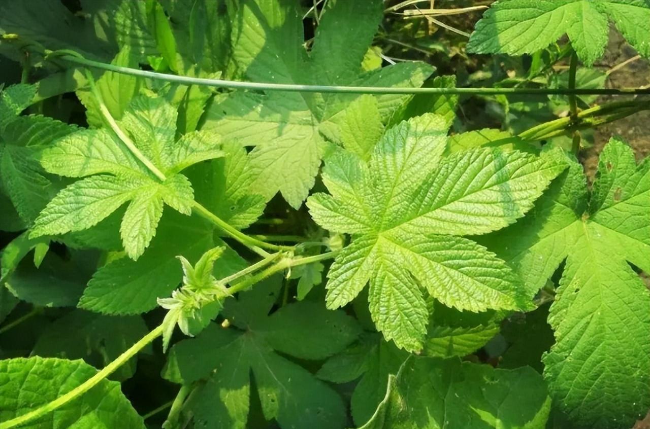 农村一种野草,俗称"割人藤",叶子可食用,还有8大妙用