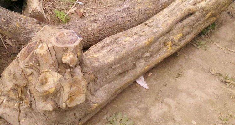 拓木树又叫什么树