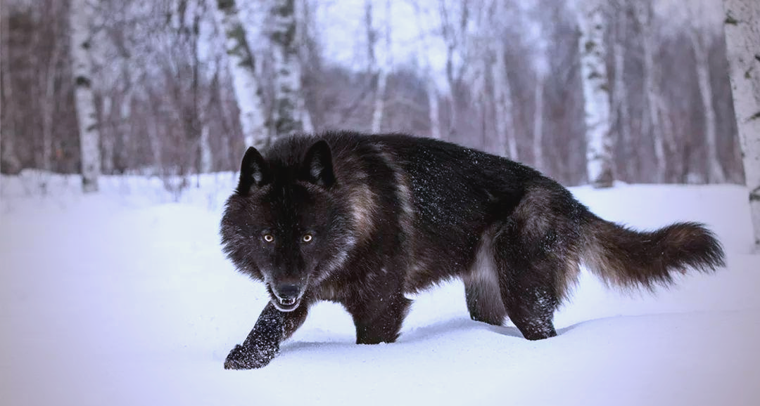 犬科动物中的佼佼者:北美灰狼,唯一能匹敌猫科动物的猛兽