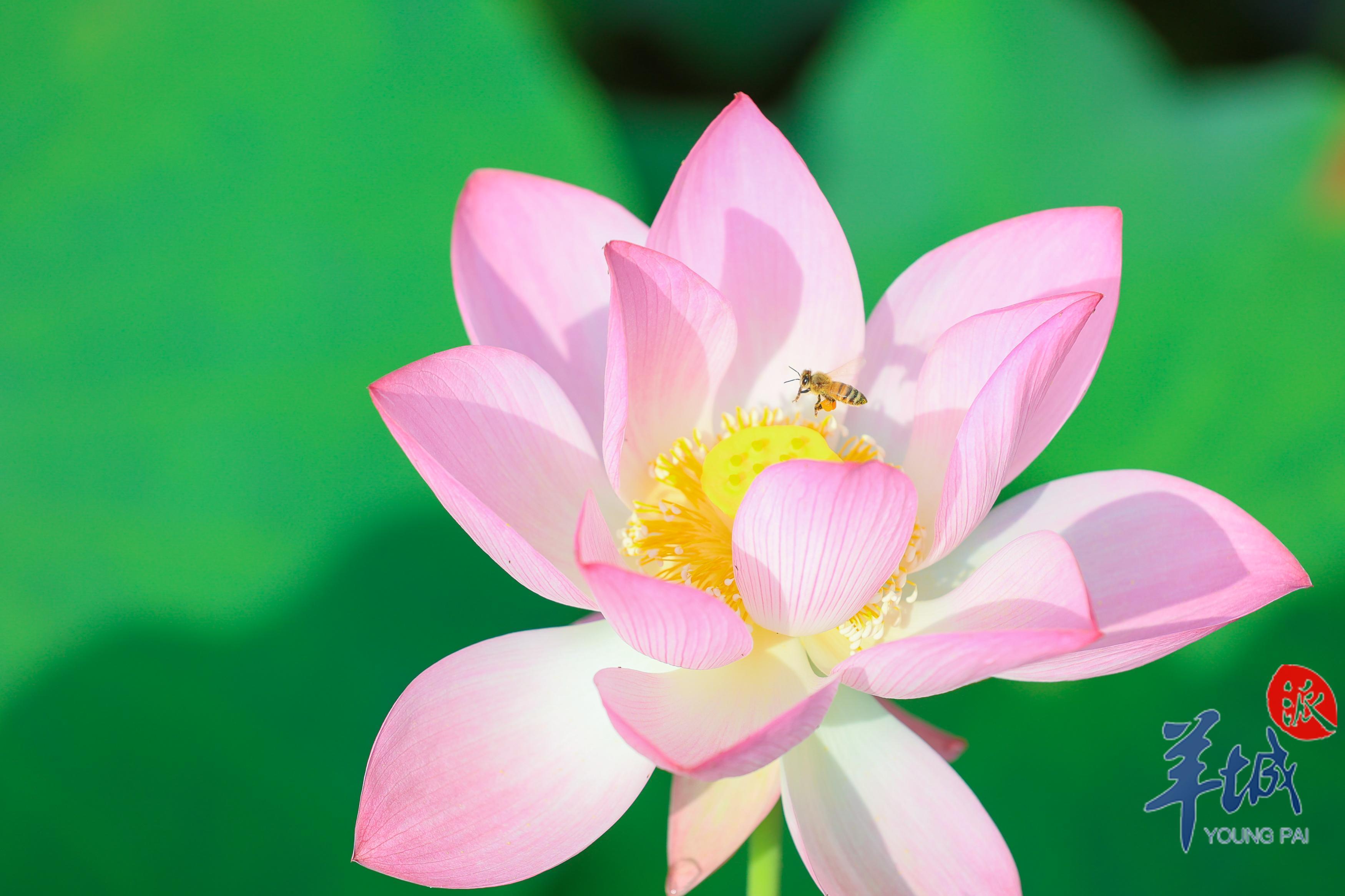 视频·大美岭南|清远连南:倏忽温风 步步生莲