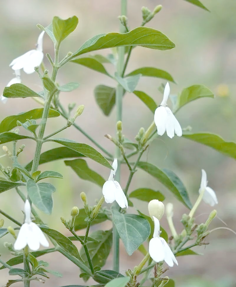 白鹤灵芝:多功能的药用植物,清肺止咳,利湿止痒等功效一网打尽!