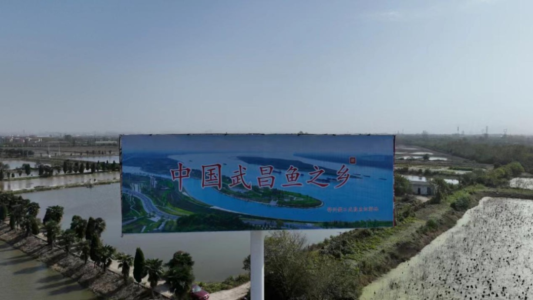 鄂州武昌鱼,入选全国名录