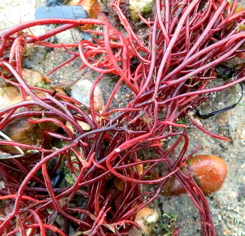 海洋藻类的多样性与丰富资源