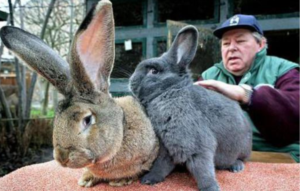世界上最大的兔子,体长122米重45斤,网友:够全家吃了!