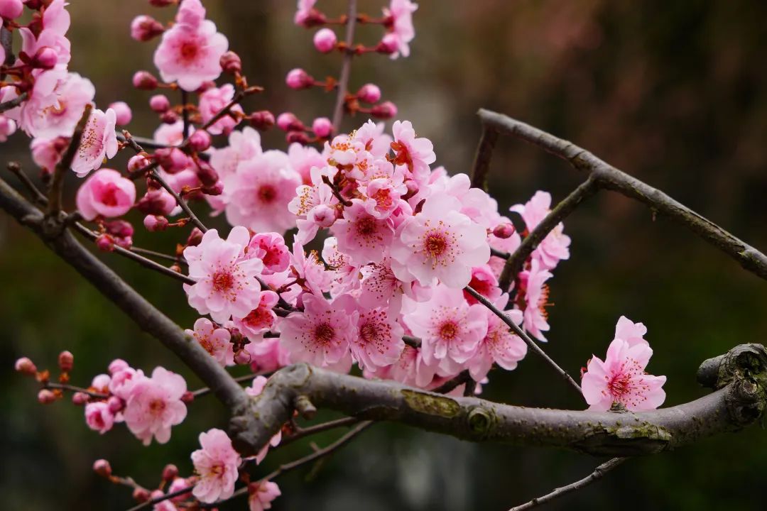 海量美图 美人梅迎来盛花期