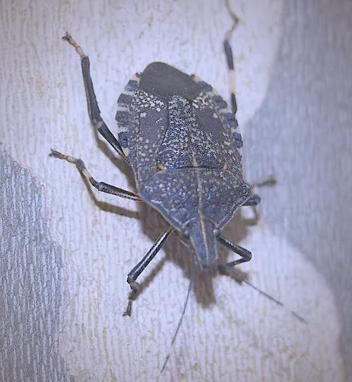 放屁虫:一种全身是宝的昆虫