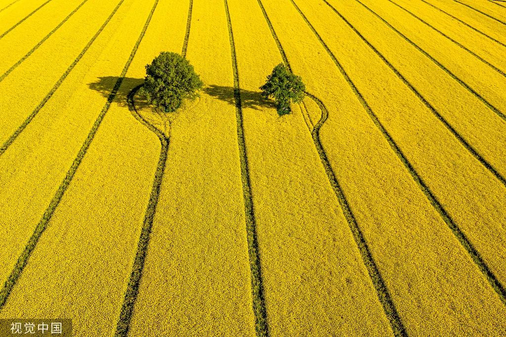 走找春天油菜花这么拍更美