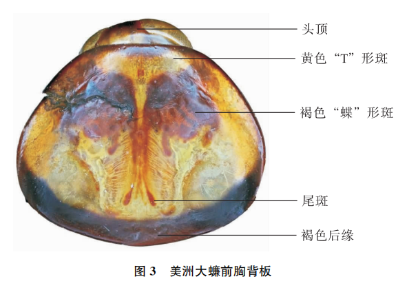 美洲大蠊抗癌效果图片