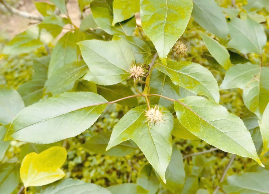 半枫荷:独特药材滋养肝肾,强筋健骨缓解风湿疼痛