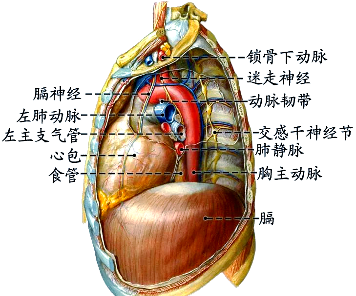 胸部解剖学——纵隔的概述与分区