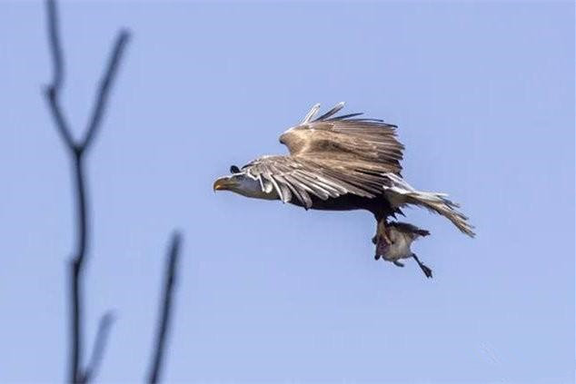 森林里老鹰智商不在线,被乌鸦和野鸭戏弄,弄碎鹰蛋又被雌鹰揍