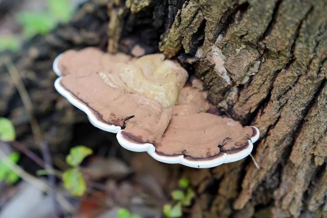 都在不知不觉中 长出了许多野生菌菇 各类花色的杆杆和伞伞 特别可爱