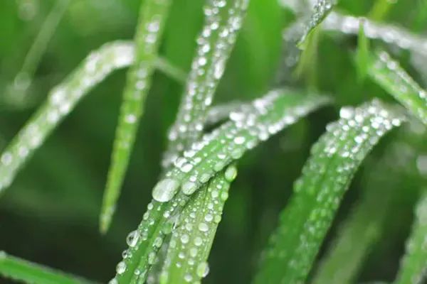 雨水 | 春風化雨,潤物無聲