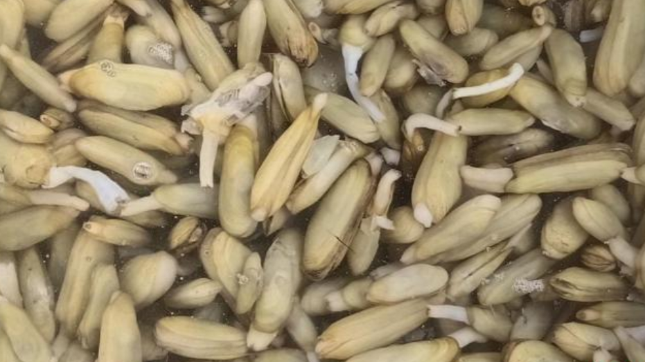 濒危物种淡水蛏"又现江湖",生态日趋变好!见过吗?能吃吗?