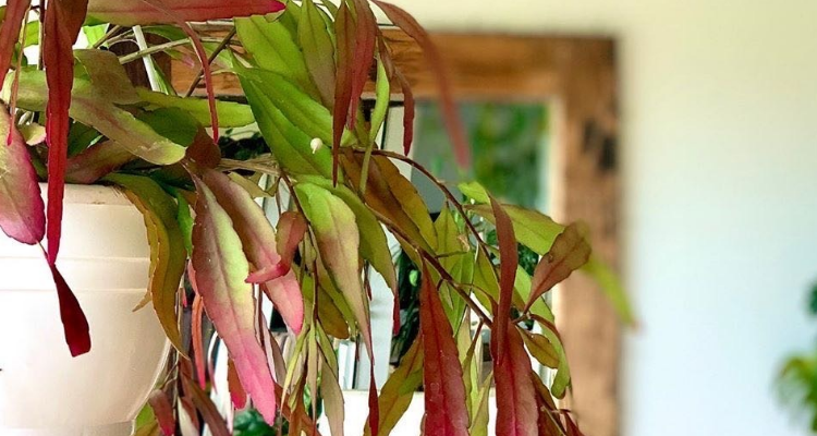 红叶丝苇怎么养