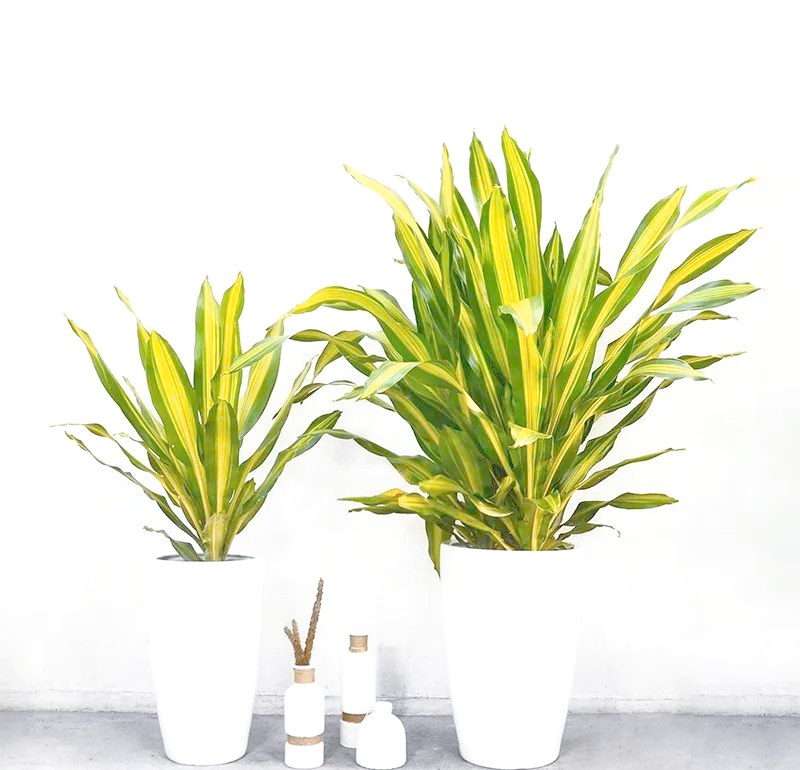 也门铁:室内绿色植物中的耐荫观赏之选