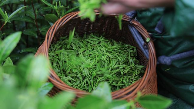 径山茶正式开采!错峰采茶,定期检测,防疫不松懈