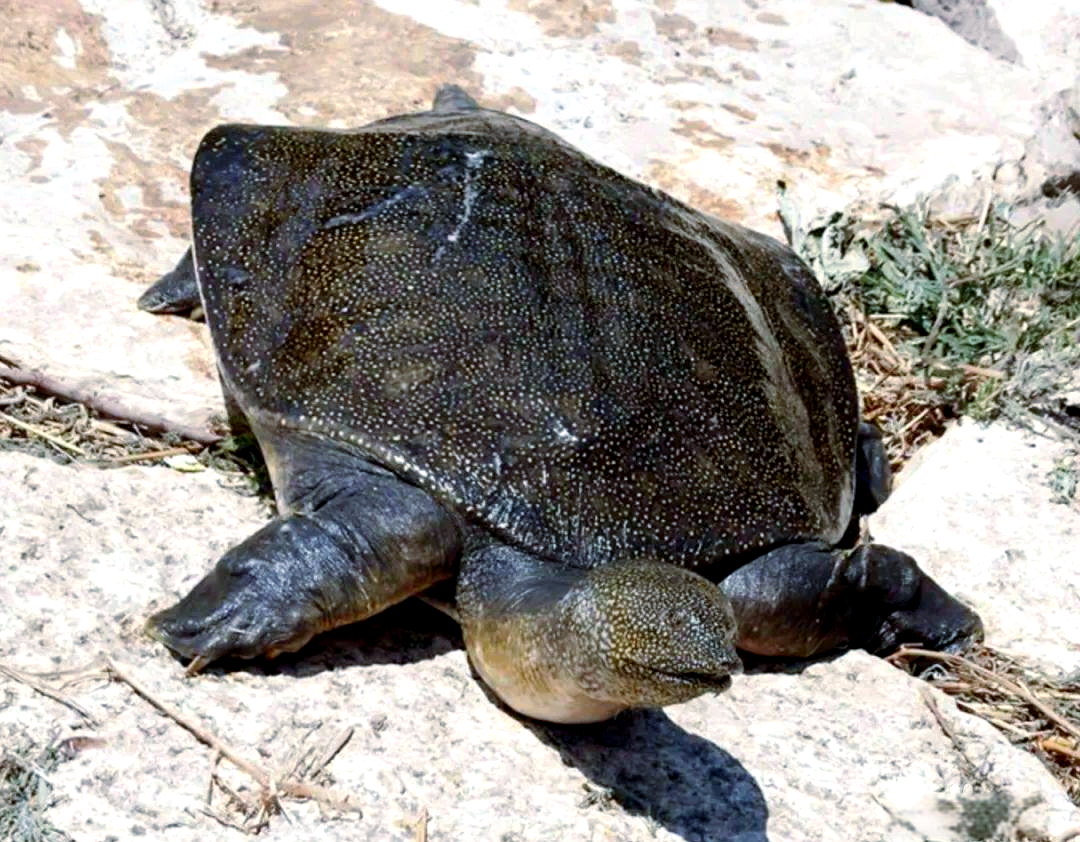 山瑞鳖的详细介绍与保护现状