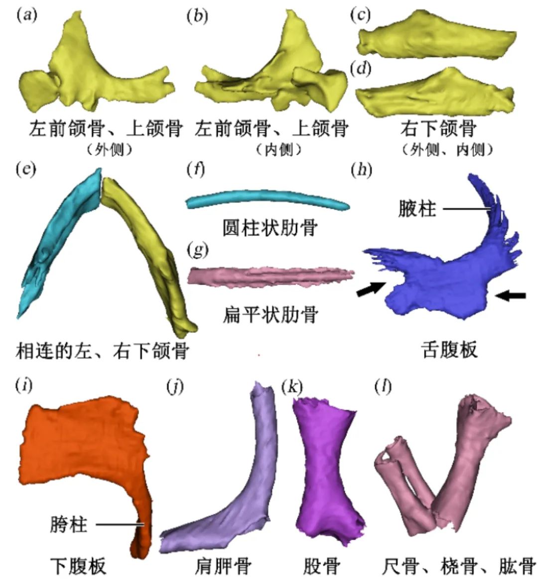 龟胚胎部分骨骼的三维重建图.