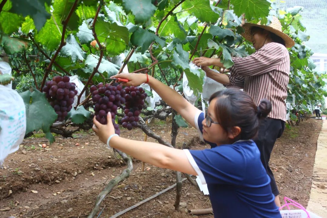 威宁自治县猴场镇穿洞社区:特色果园"甜蜜"丰收
