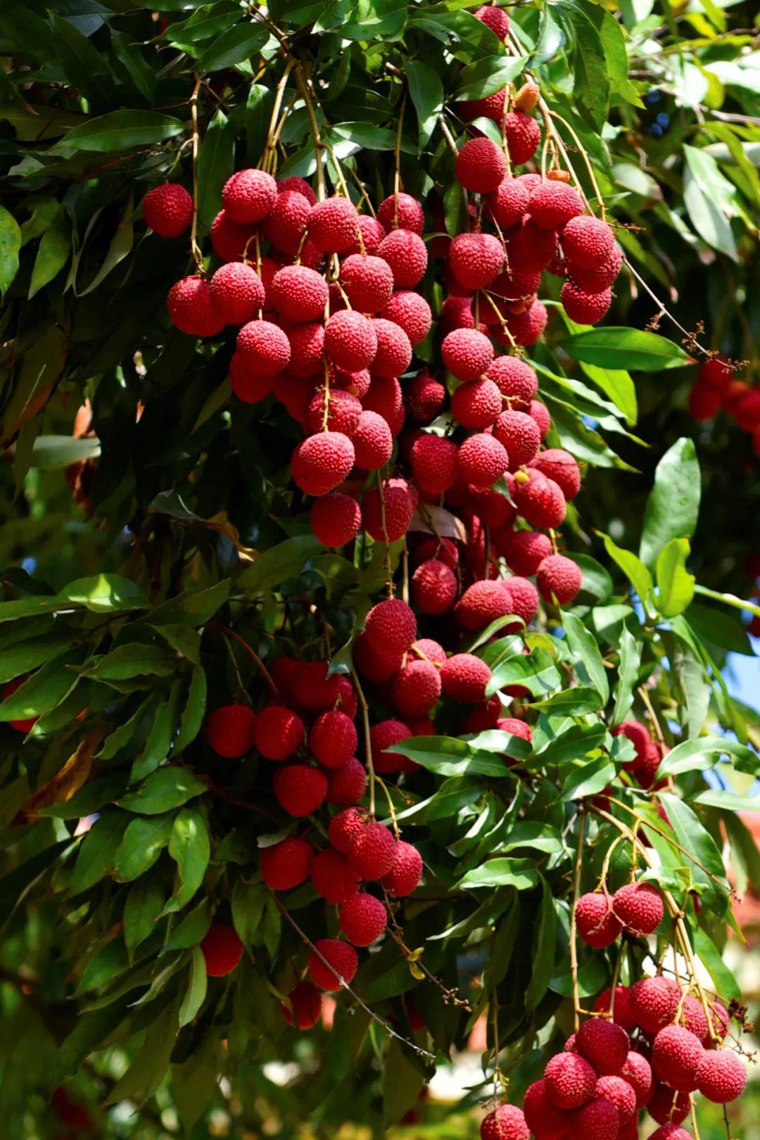 莆田荔枝,千年荔树,千年荔城
