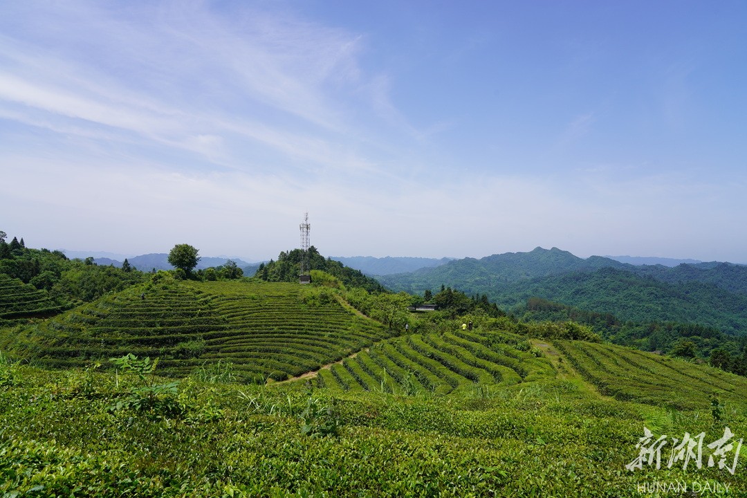 马底驿乡:千年古驿 生态茶乡