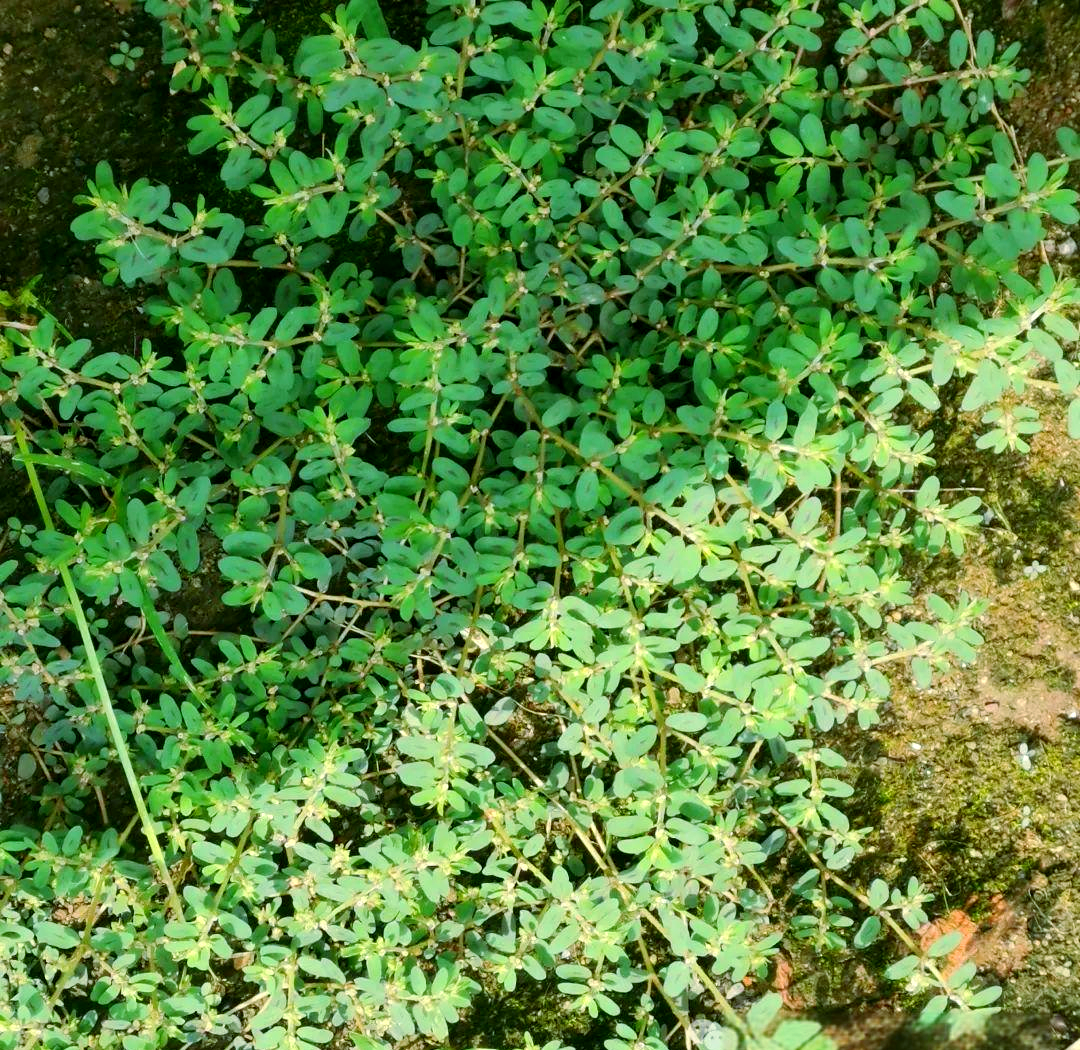 奶浆草:清热解毒与利水消肿的天然选择
