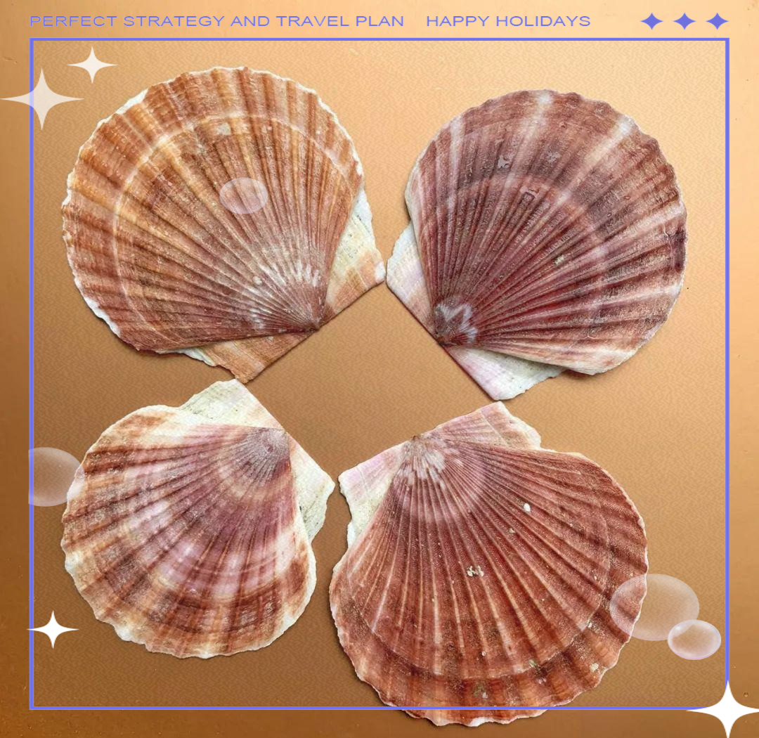 贝壳:探寻生命的光泽与独特纹理