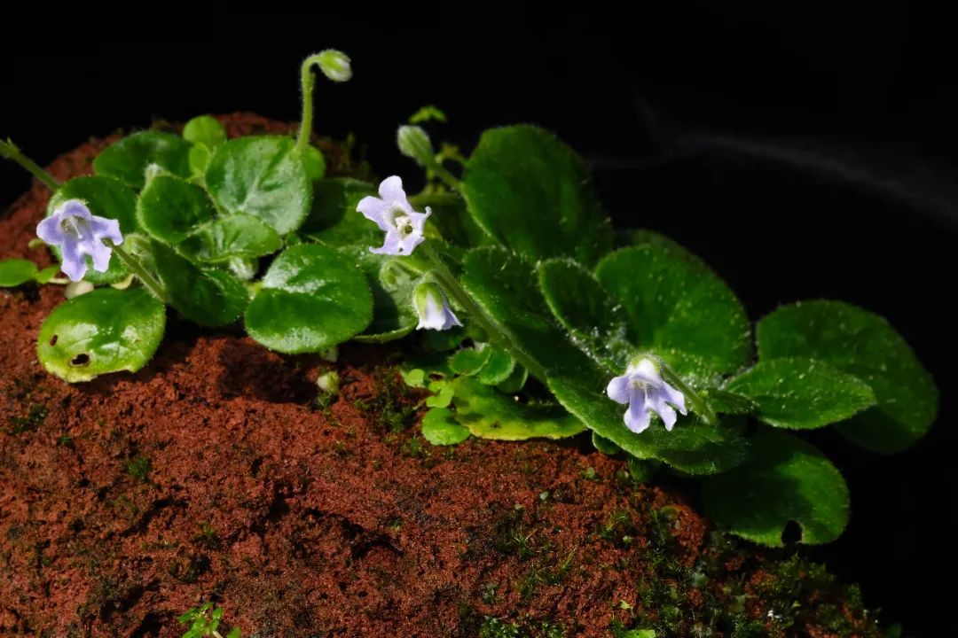 秦岭石蝴蝶是石头变化成的蝴蝶还是蝴蝶变成了石头
