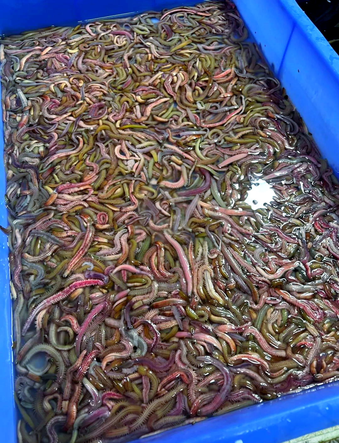 广东人尝禾虫:一种视觉与味觉的双重挑战