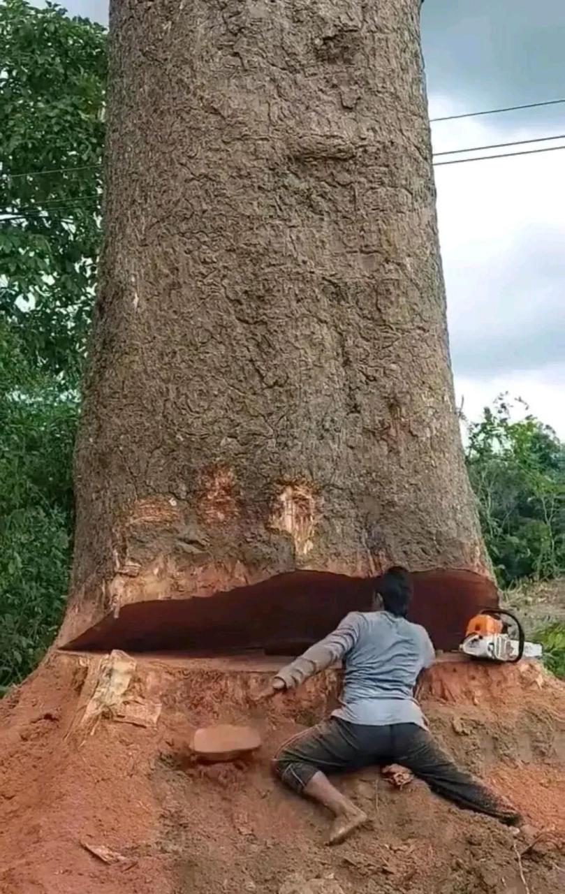 这么粗的树最少也几十年了,砍掉太可惜了